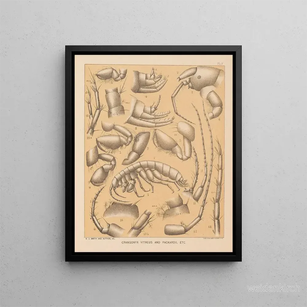 Målning La faune des grottes d’Amérique du Nord Pl 05 – Alpheus Spring Packard Målning La faune des grottes d’Amérique du Nord Pl 05 – Alpheus Spring Packard