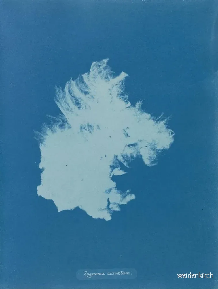 Målning Zygnema courbé - Anna Atkins | Konsttryck - Bild 2