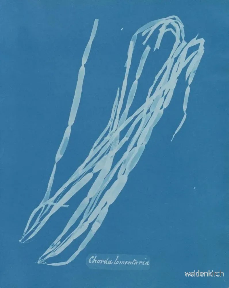 Målning Chorda lomentaria - Anna Atkins - Bild 2