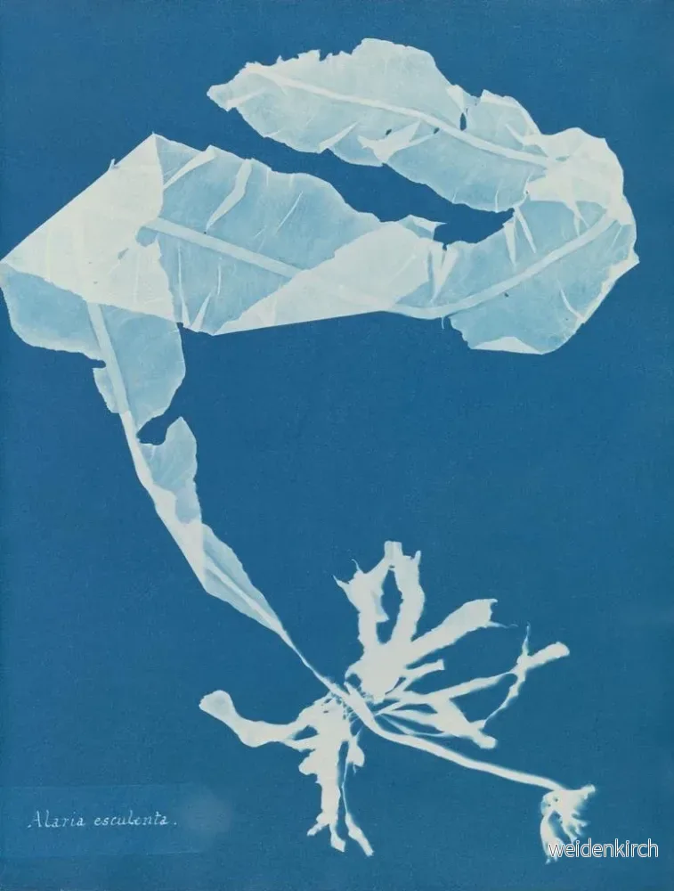 Målning Alaria esculenta - Anna Atkins - Bild 2