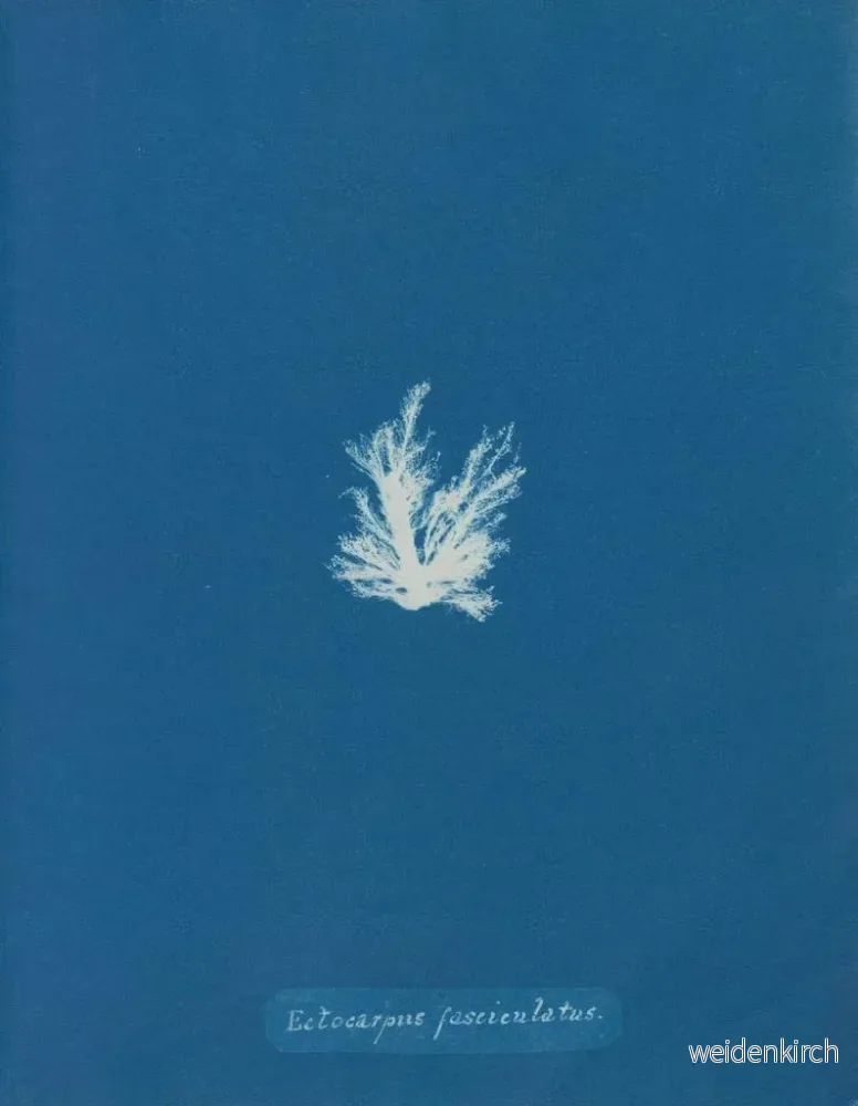 Målning Ectocarpus fasciculatus - Anna Atkins | Konsttryck - Bild 2