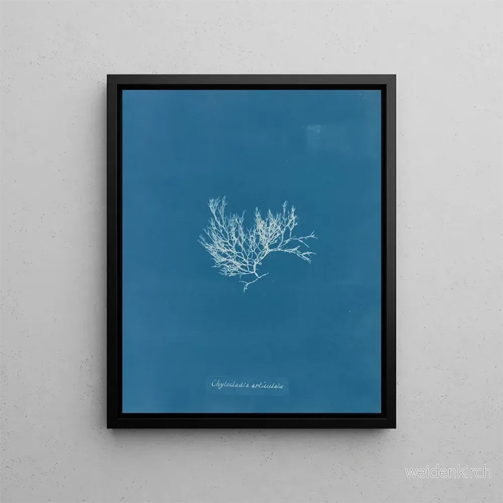 Målning Chylocladia articulé – Anna Atkins | Konsttryck