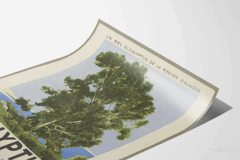 Vintageposter Eucalyptine Le Brun - Naturinspirerad väggdekoration - Bild 3