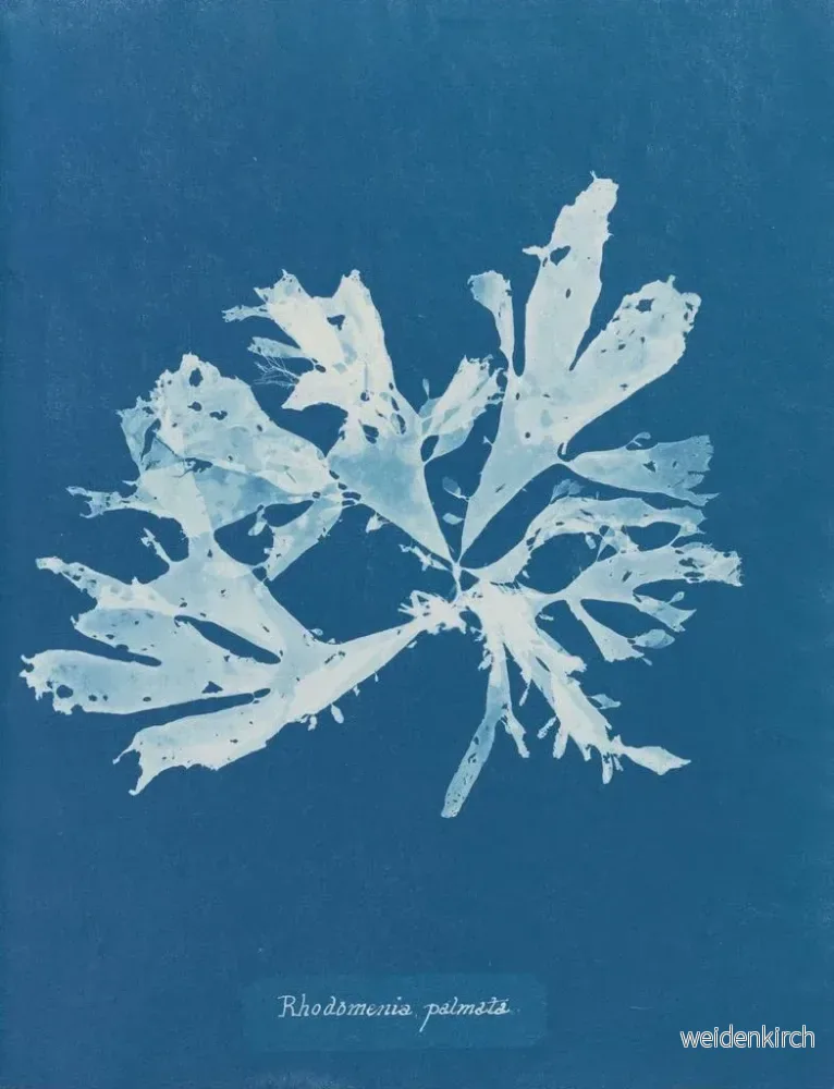 Målning Rhodoménie palmée - Anna Atkins | Konsttryck - Bild 2