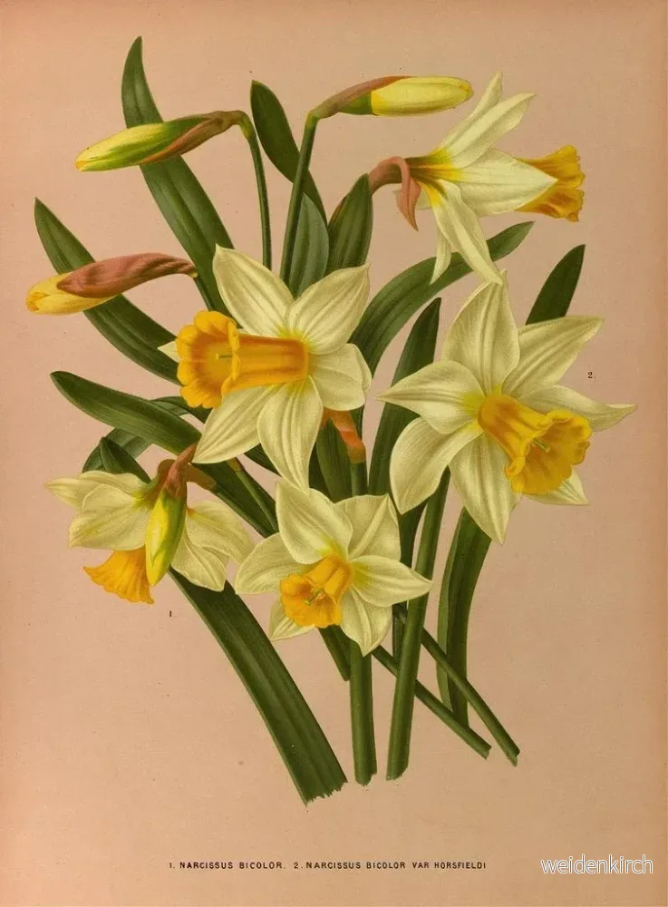 Målning Narcisse bicolore 2 Narcisse bicolore Var Horsfieldi - Arentina Hendrica Arendsen | Konsttryck - Bild 2