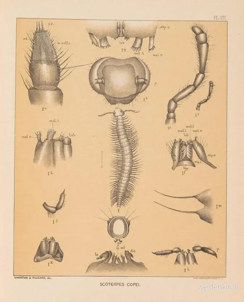 Målning La faune des grottes d'Amérique du Nord Pl 08 - Alpheus Spring Packard - Bild 2
