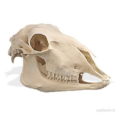 3B Scientific Får skalle (Ovis aries), kopia 4053083036837 3B Scientific Får skalle (Ovis aries), kopia 4053083036837