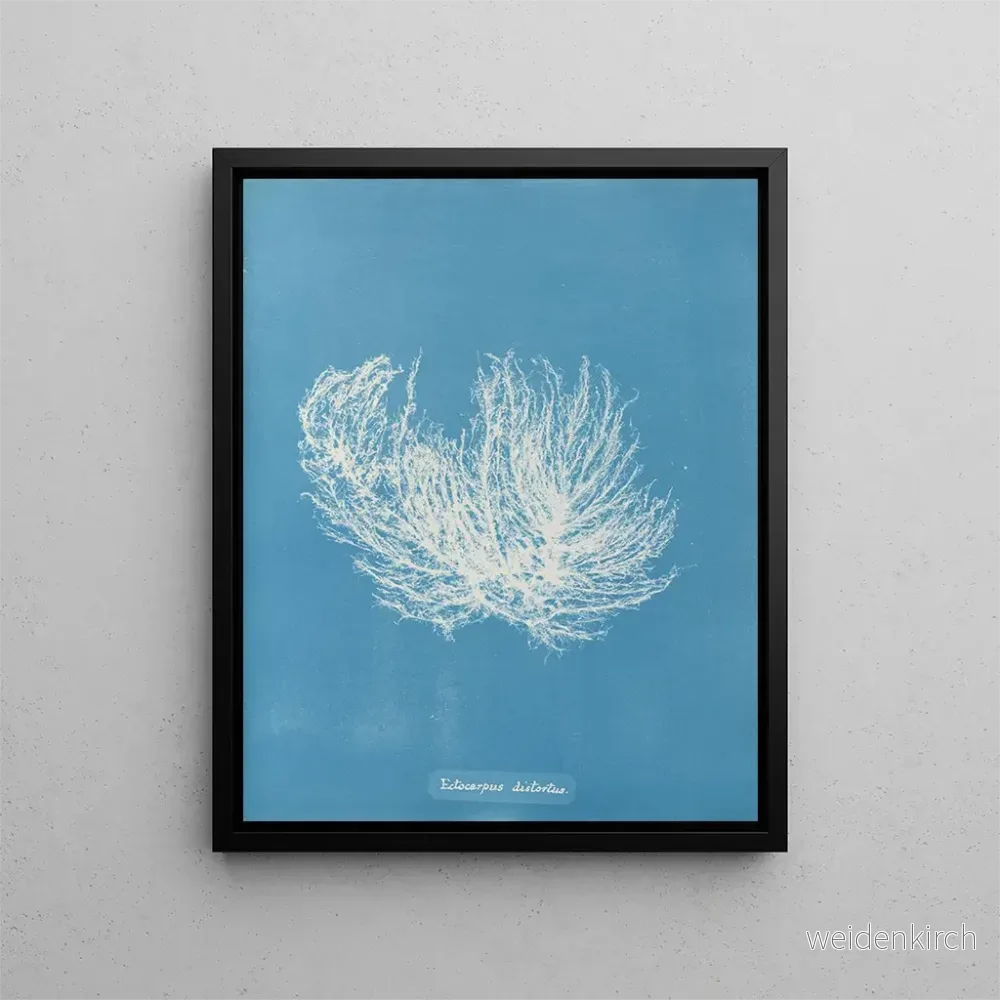 Målning Ectocarpus distortionus - Anna Atkins | Konsttryck