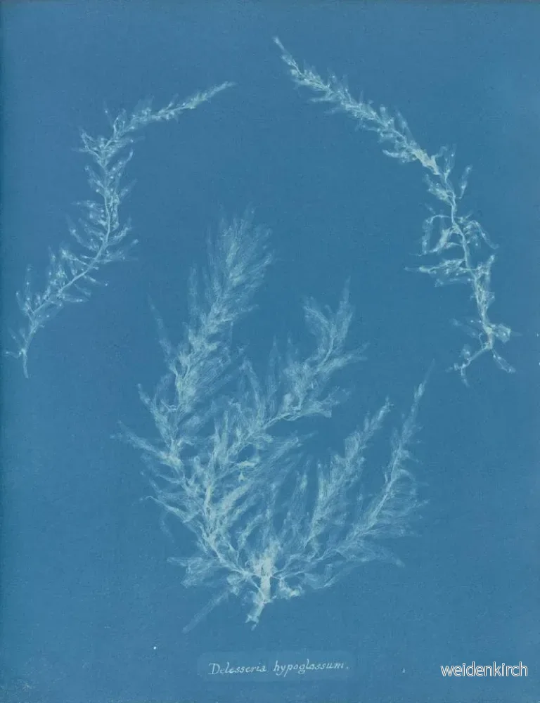 Målning Delesseria hypoglossum - Anna Atkins | Konsttryck - Bild 2