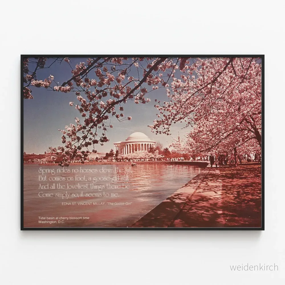 Blomsterposter av Tidal Basin med körsbärsblommor i Washington DC