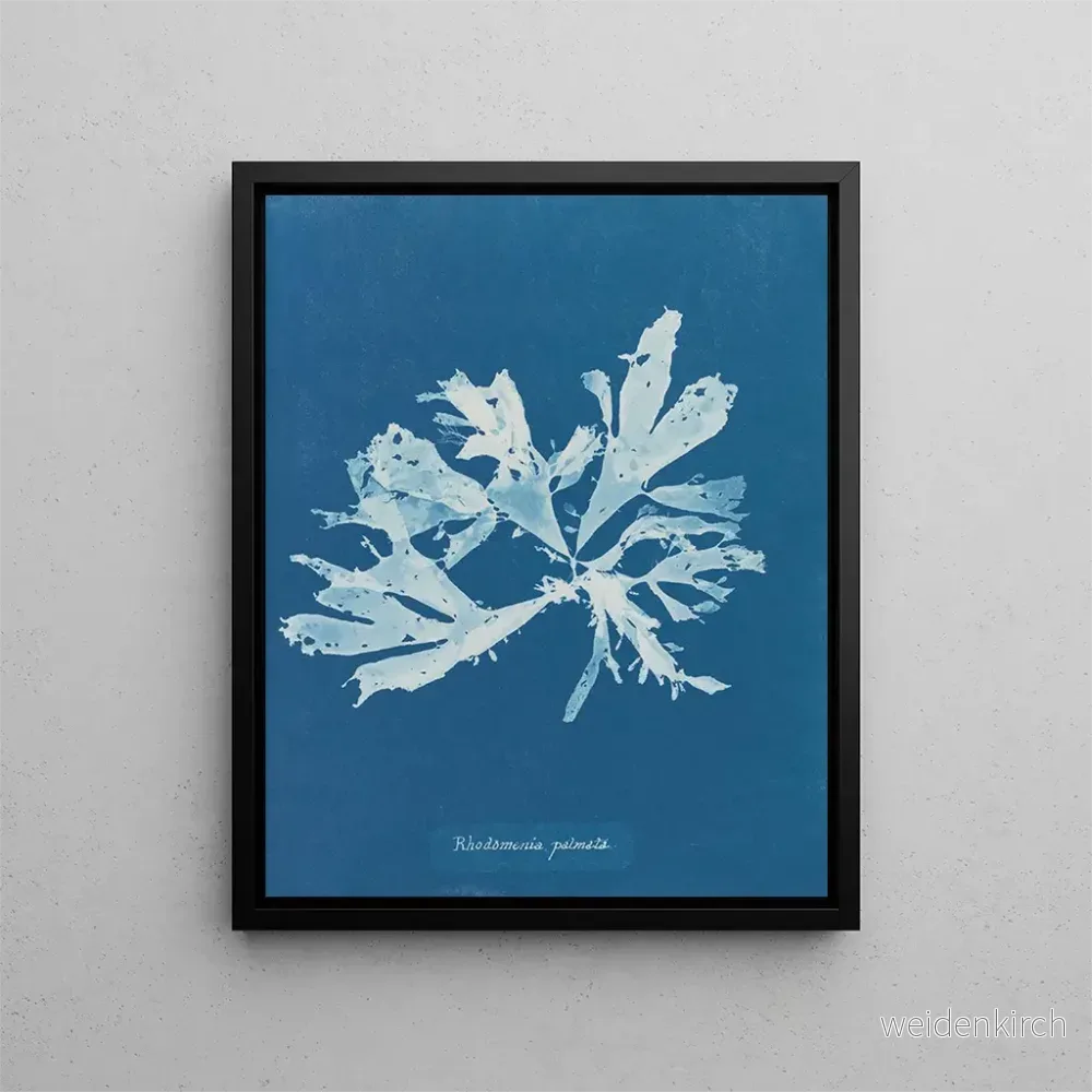 Målning Rhodoménie palmée - Anna Atkins | Konsttryck