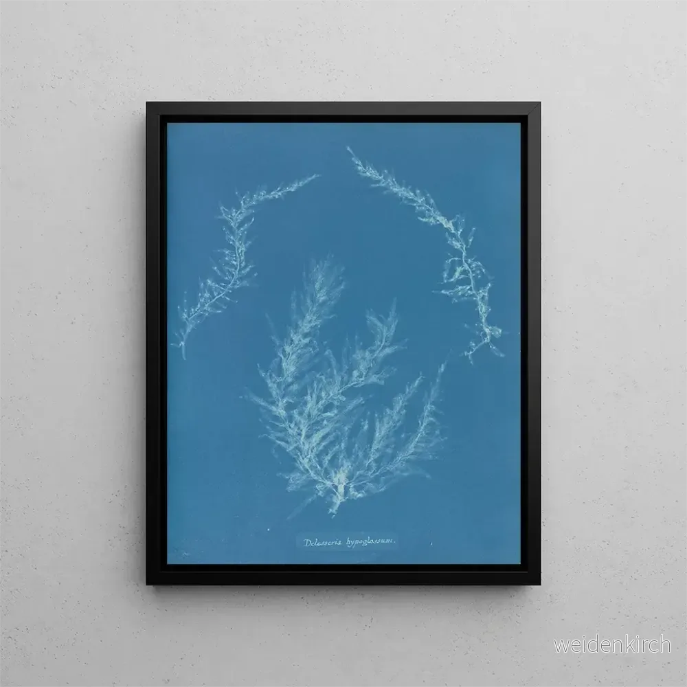 Målning Delesseria hypoglossum - Anna Atkins | Konsttryck