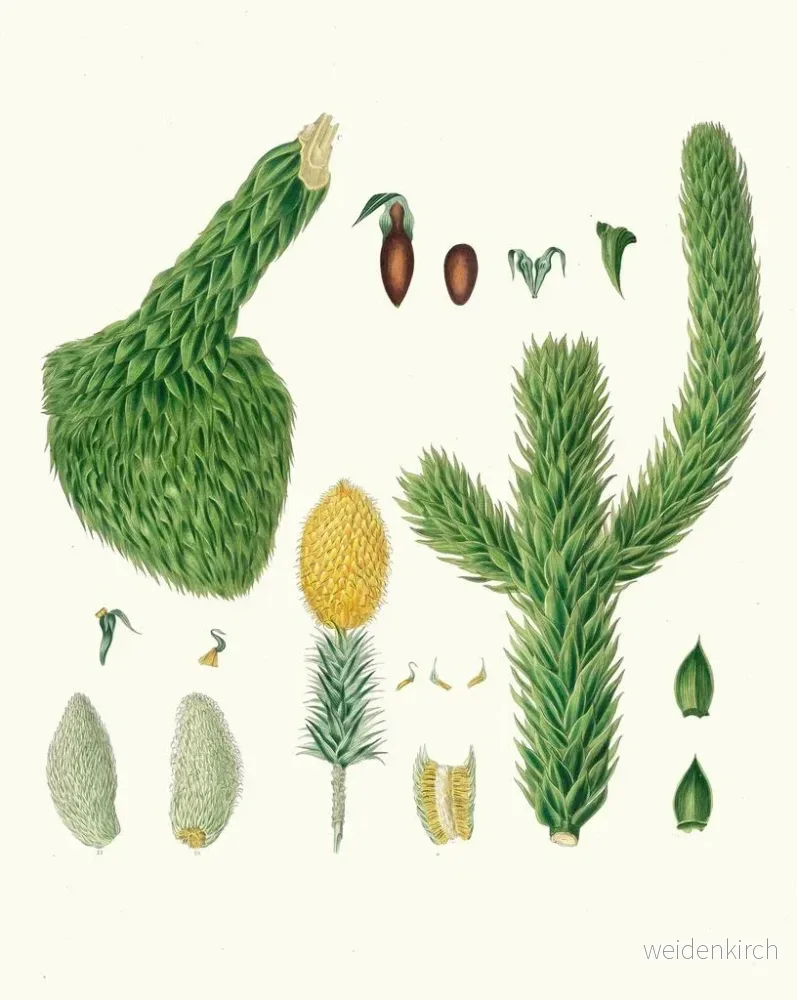 Målning Araucaria imbricata, chili-pine - Aylmer Bourke Lambert | Konsttryck - Bild 2