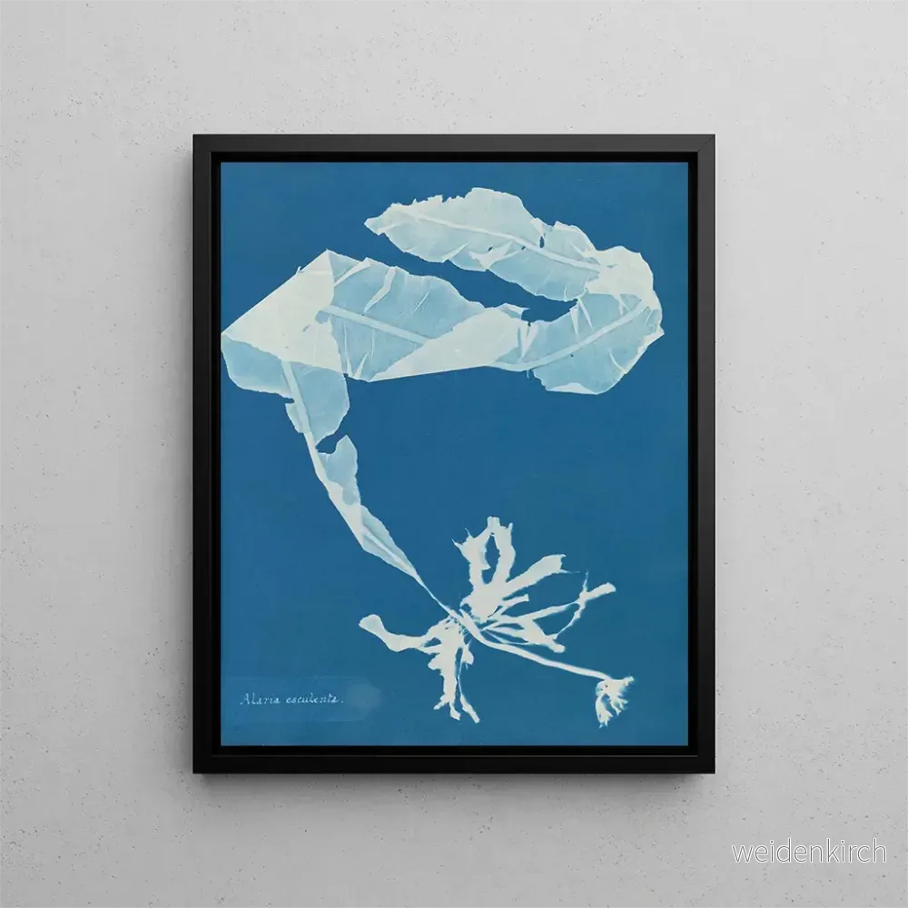 Målning Alaria esculenta – Anna Atkins
