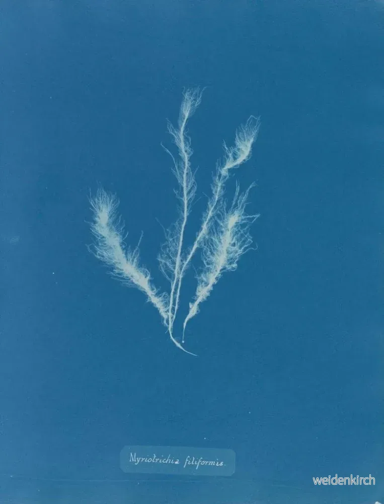 Målning Myriotrichia filiformis - Anna Atkins | Konsttryck - Bild 2