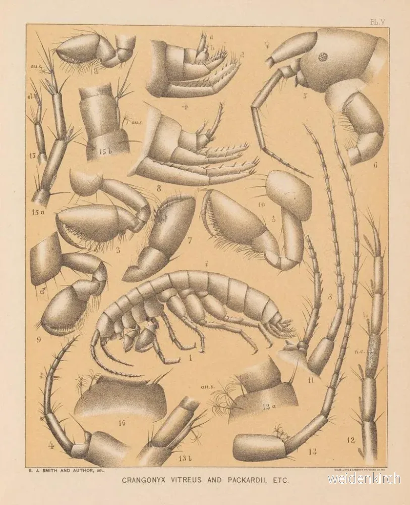 Målning La faune des grottes d'Amérique du Nord Pl 05 - Alpheus Spring Packard - Bild 2