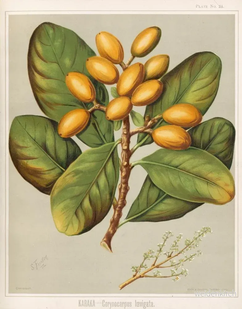 Målning Karaka Corynocarpus laevigatus - Sarah Featon - Bild 2