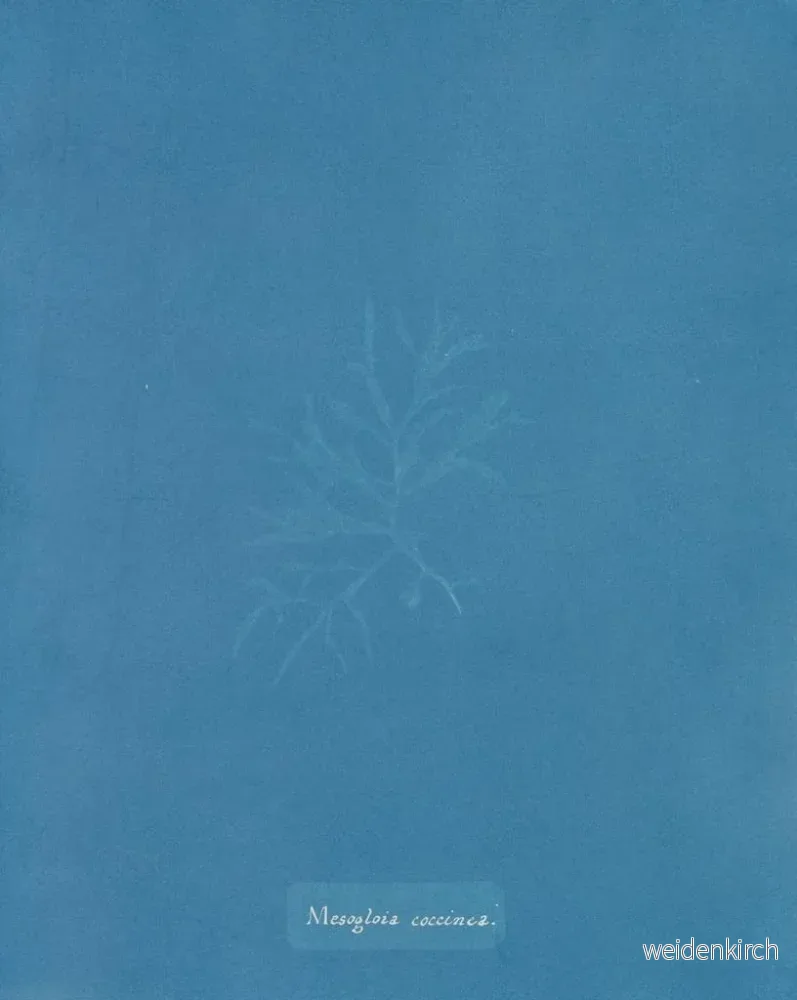 Målning Mesogloia coccinea - Anna Atkins | Konsttryck - Bild 2