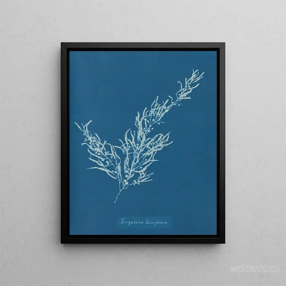 Målning Sargassum bacciferum – Anna Atkins | Konsttryck Målning Sargassum bacciferum – Anna Atkins | Konsttryck