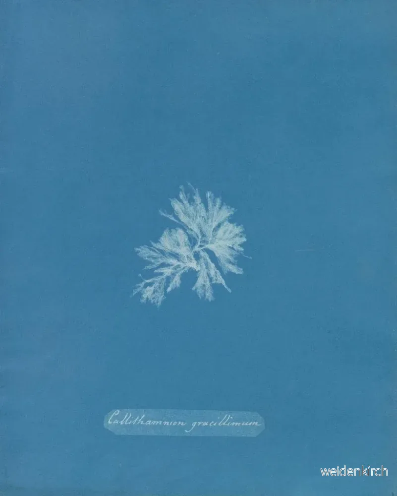 Målning Callithamnion gracillimum - Anna Atkins | Konsttryck - Bild 2