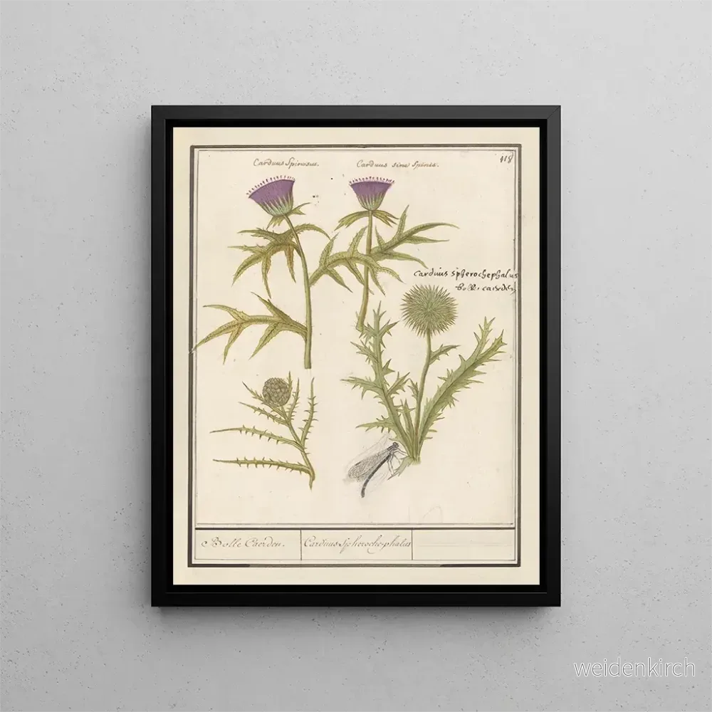 Målning Distel Carduus och artisjock Cynara cardunculus Bolle Caerden Cardius Spherochephalus – Anselmus Botius de Boodt Målning Distel Carduus och artisjock Cynara cardunculus Bolle Caerden Cardius Spherochephalus – Anselmus Botius de Boodt