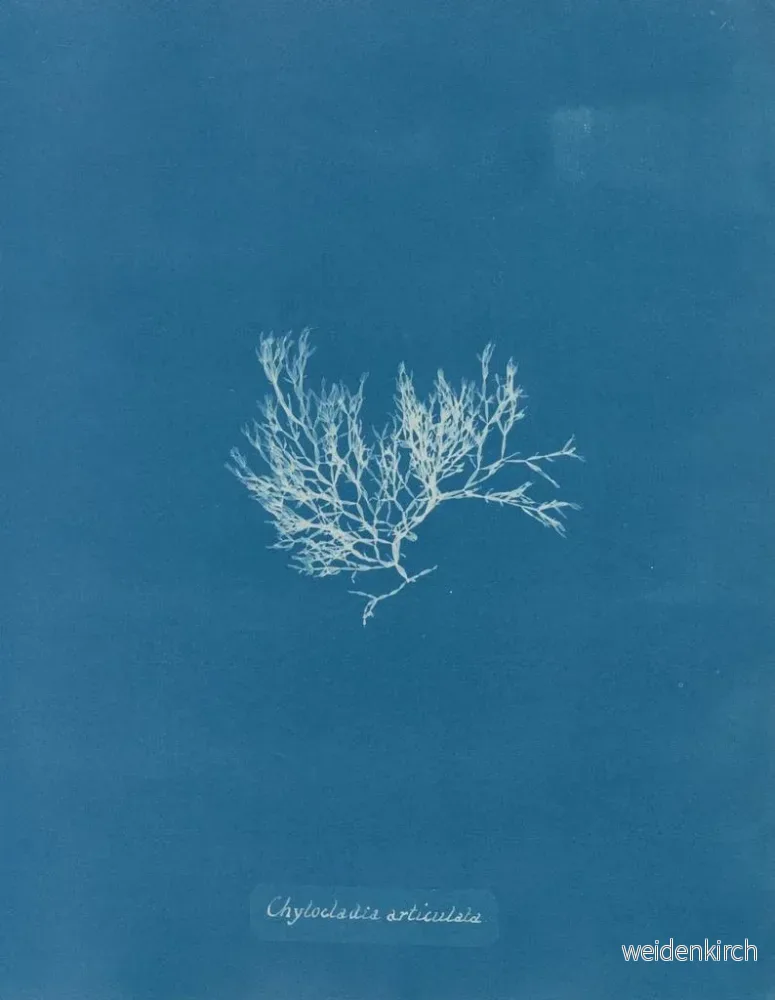 Målning Chylocladia articulé - Anna Atkins | Konsttryck - Bild 2