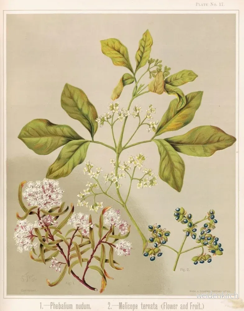Målning 1 Phebalium nudum 2 Melicope ternata blomma och frukt - Sarah Featon | Konsttryck - Bild 2