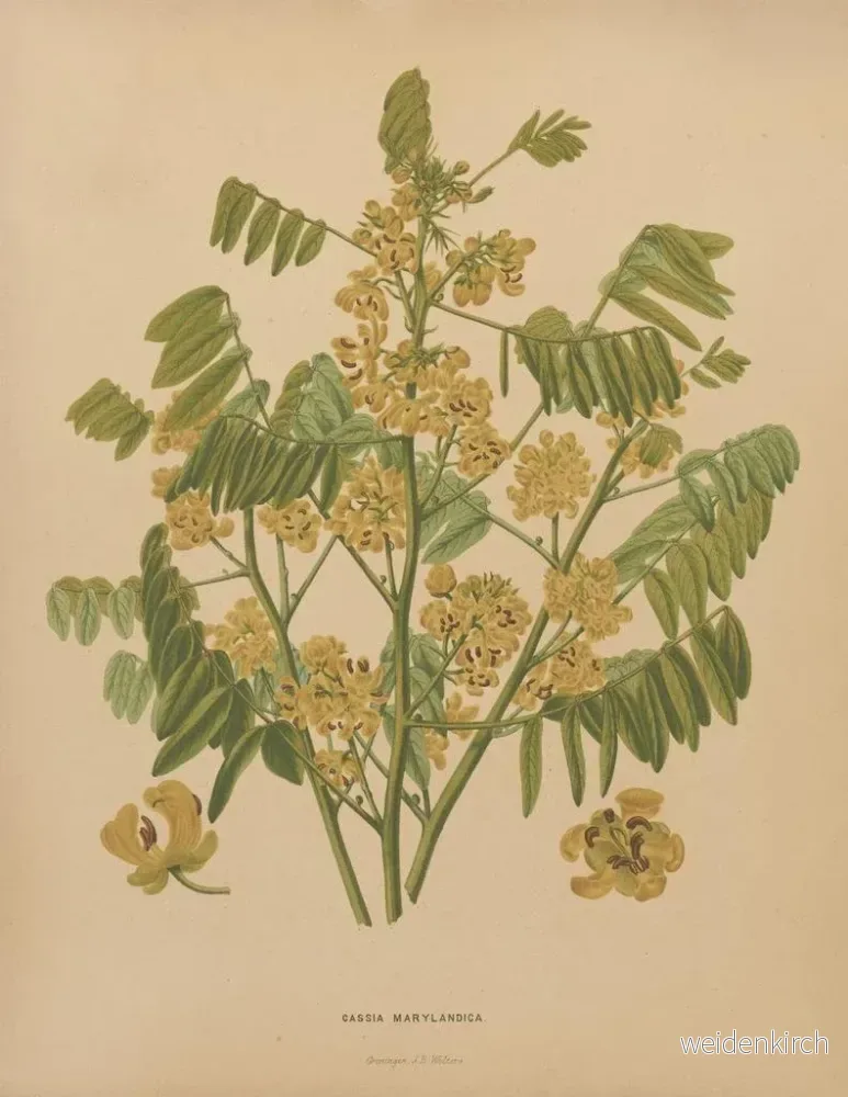 Målning Flore holländska och Pomone PL78 - Abraham Jacobus Wendel | Konsttryck - Bild 2