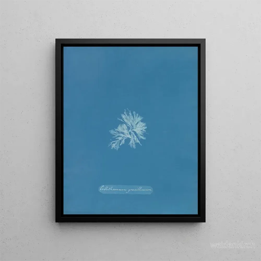 Målning Callithamnion gracillimum – Anna Atkins | Konsttryck