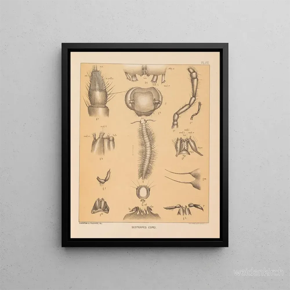Målning La faune des grottes d’Amérique du Nord Pl 08 – Alpheus Spring Packard Målning La faune des grottes d’Amérique du Nord Pl 08 – Alpheus Spring Packard