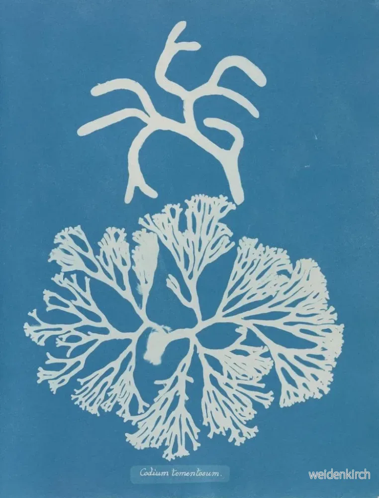 Målning Codium tomentosum - Anna Atkins - Bild 2