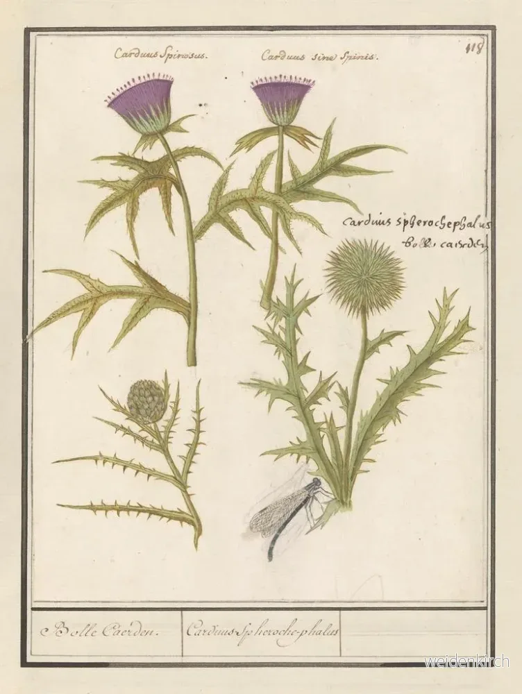 Målning Distel Carduus och artisjock Cynara cardunculus Bolle Caerden Cardius Spherochephalus - Anselmus Botius de Boodt - Bild 2