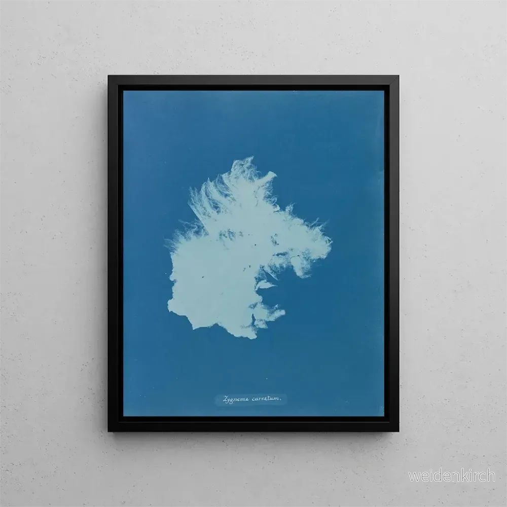 Målning Zygnema courbé – Anna Atkins | Konsttryck Målning Zygnema courbé – Anna Atkins | Konsttryck