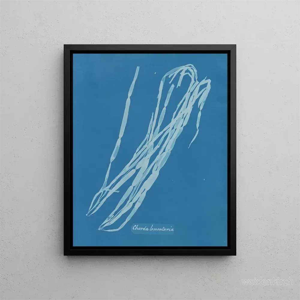 Målning Chorda lomentaria - Anna Atkins