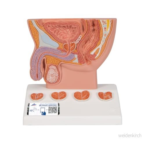 3B Scientific Mänsklig anatomi prostatamodell, halv storlek + gratis app smart 4053083003006