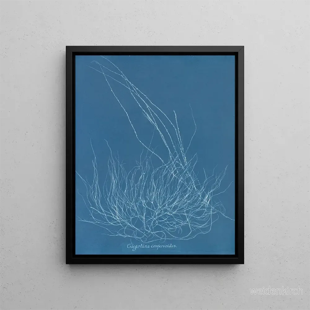 Målning Gigartina confervoides - Anna Atkins | Konsttryck