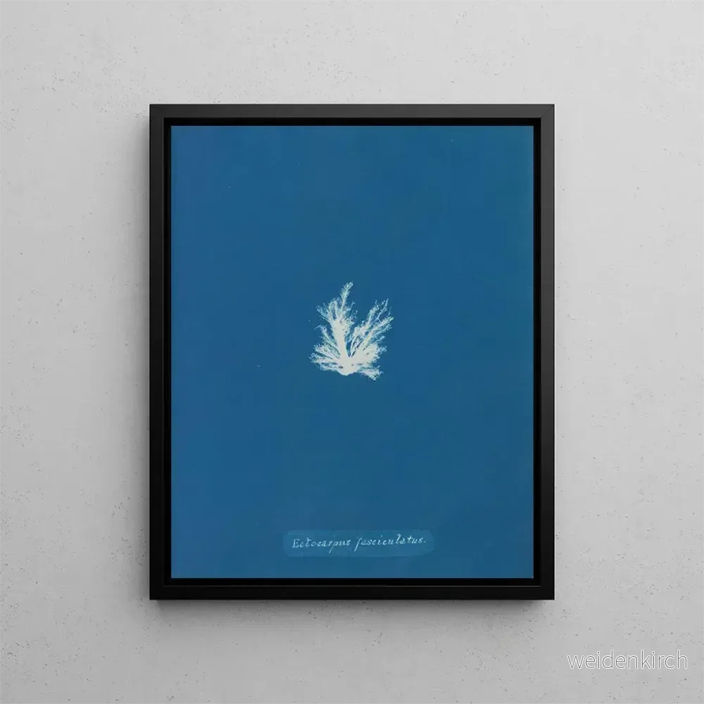 Målning Ectocarpus fasciculatus - Anna Atkins | Konsttryck