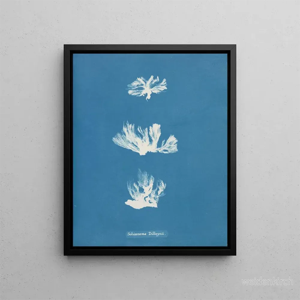 Målning Schizonema dillwynii - Anna Atkins