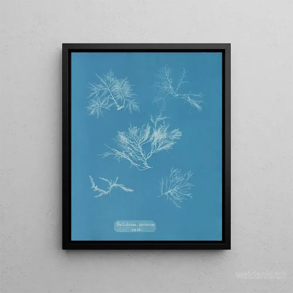 Målning Gelidium corneum var. - Anna Atkins