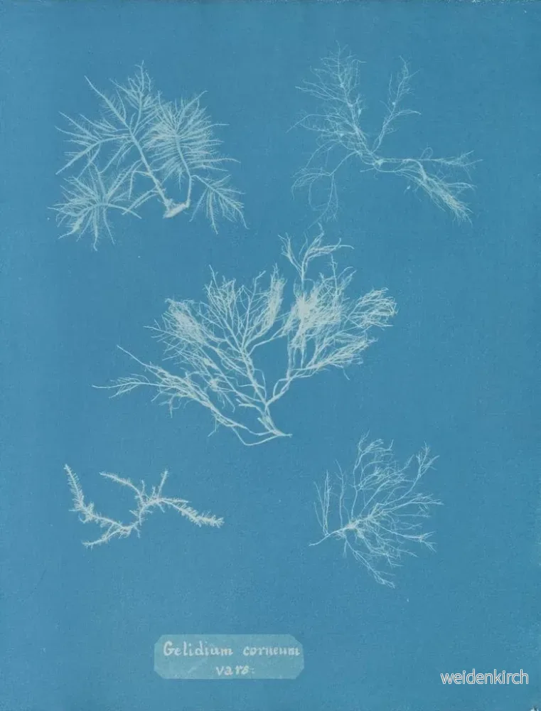 Målning Gelidium corneum var. - Anna Atkins - Bild 2