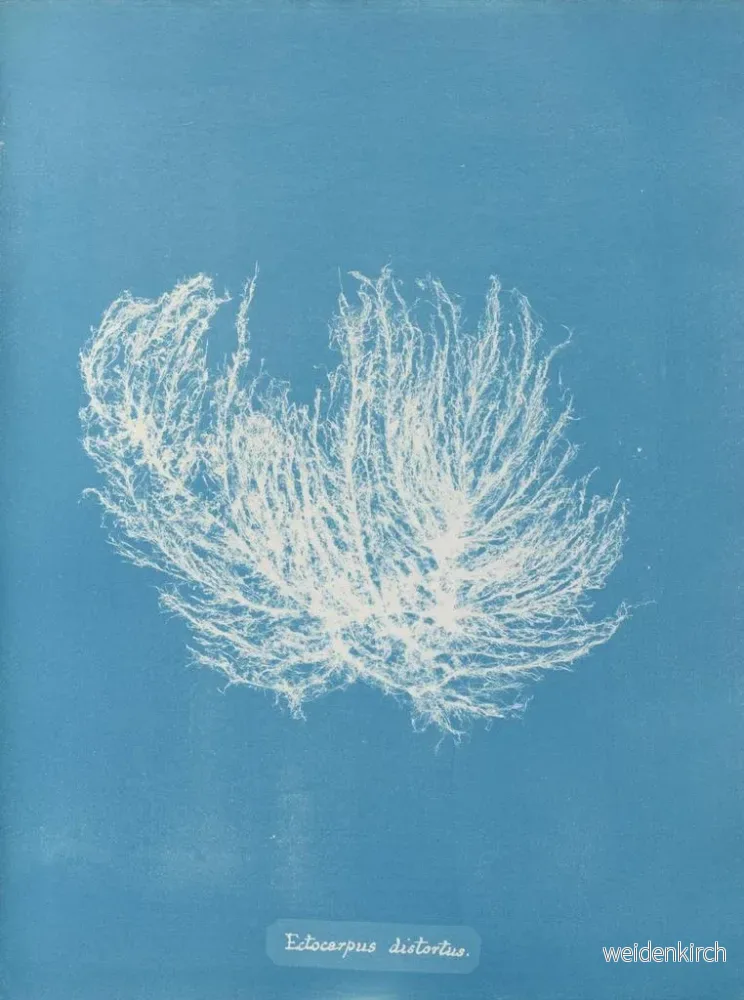 Målning Ectocarpus distortionus - Anna Atkins | Konsttryck - Bild 2
