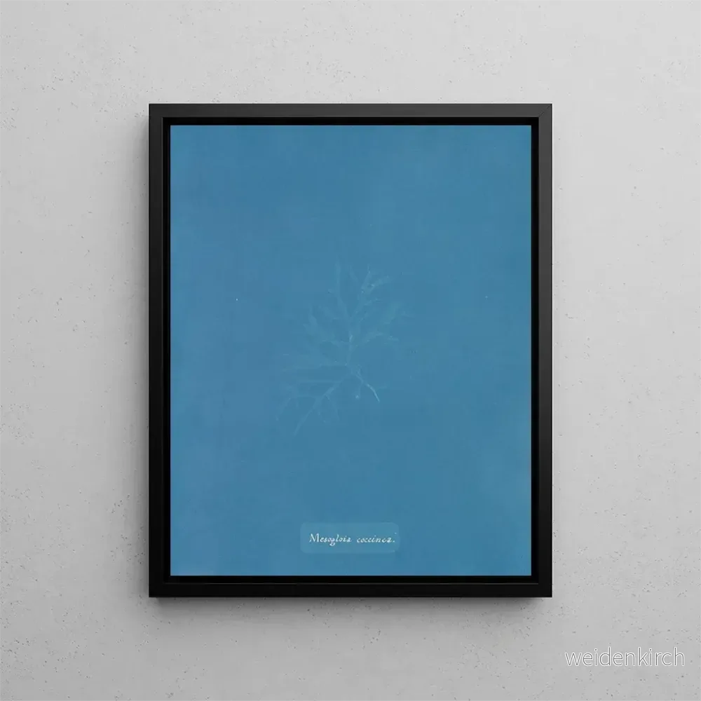 Målning Mesogloia coccinea - Anna Atkins | Konsttryck