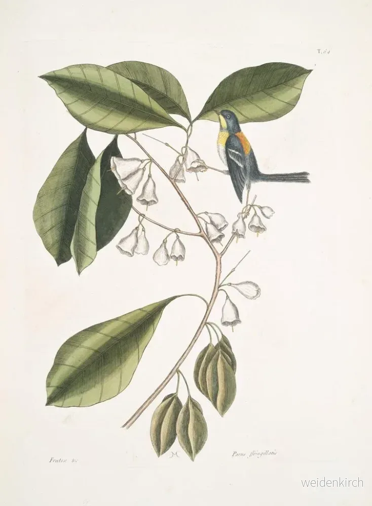 Målning Frutex, parus fringillaris, le fringillon - Mark Catesby - Bild 2