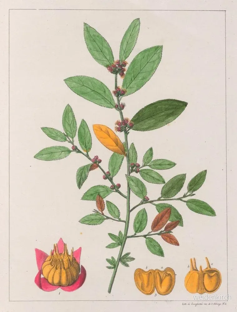 Målning Sida carpinifolia - Auguste de Saint-Hilaire | Konsttryck - Bild 2