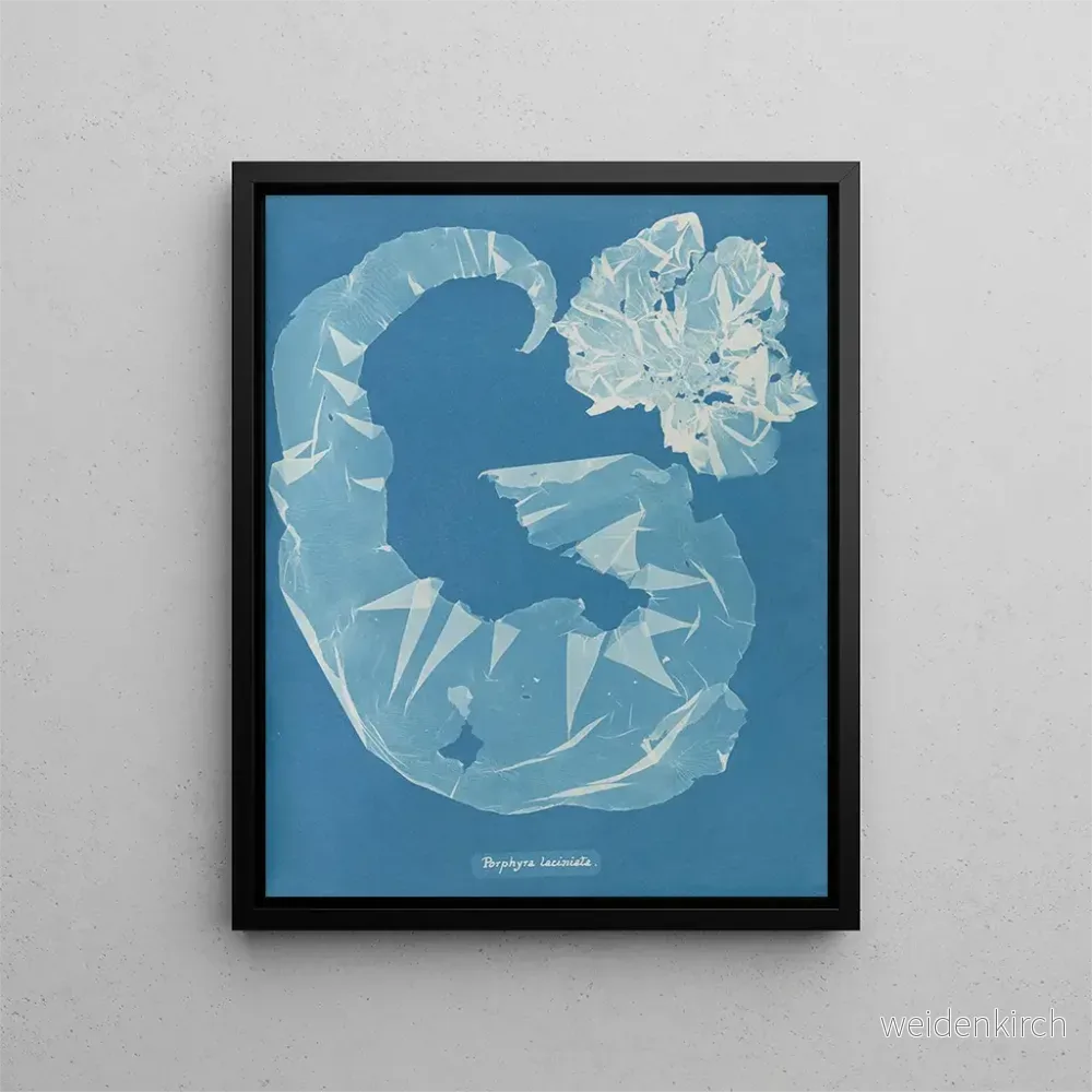 Målning Porphyra laciniata - Anna Atkins | Konsttryck