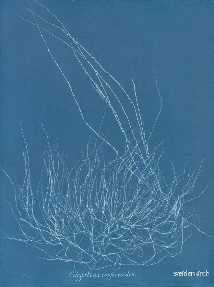 Målning Gigartina confervoides - Anna Atkins | Konsttryck - Bild 2