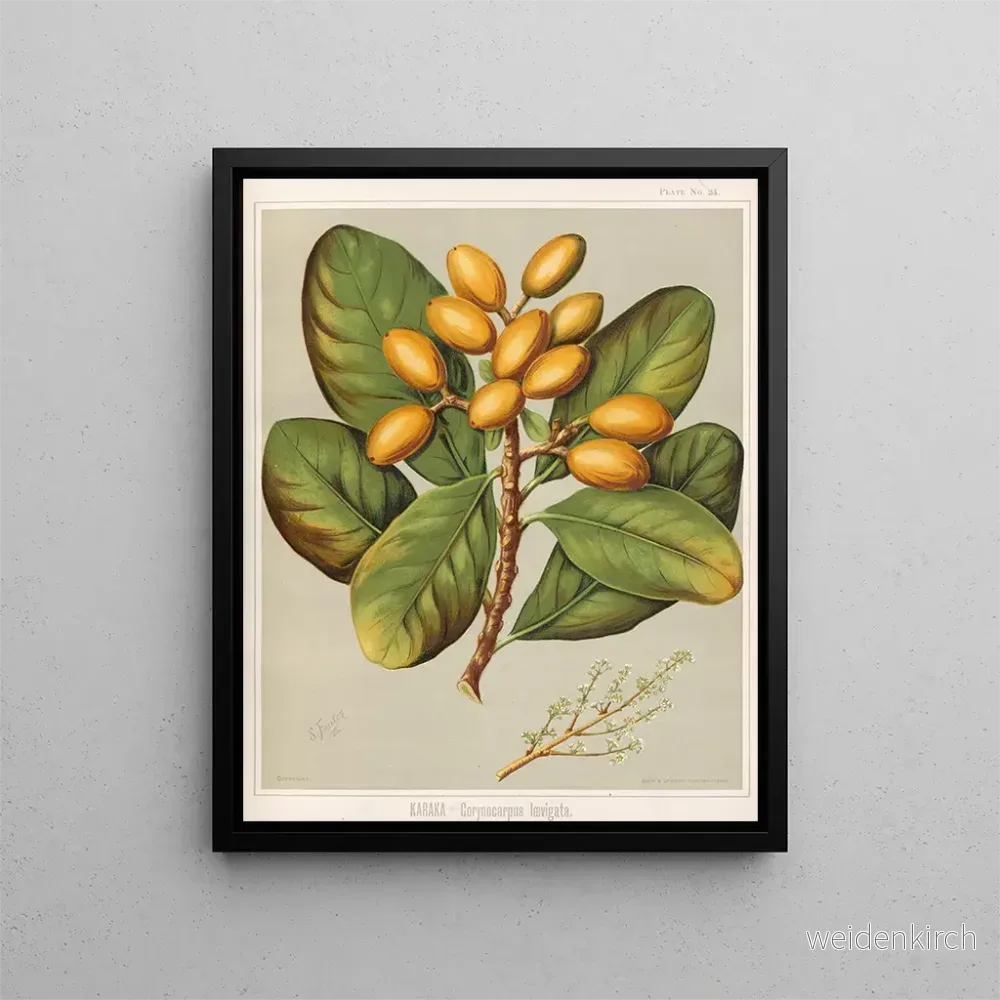 Målning Karaka Corynocarpus laevigatus - Sarah Featon