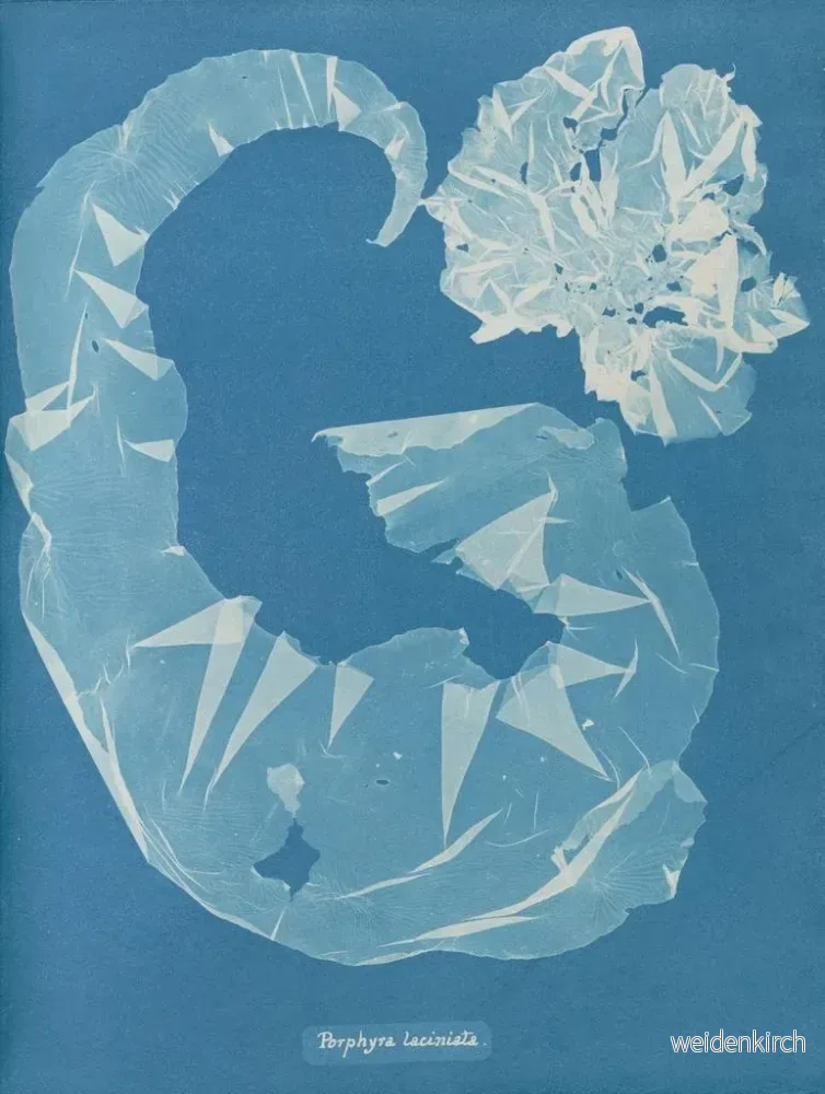 Målning Porphyra laciniata - Anna Atkins | Konsttryck - Bild 2