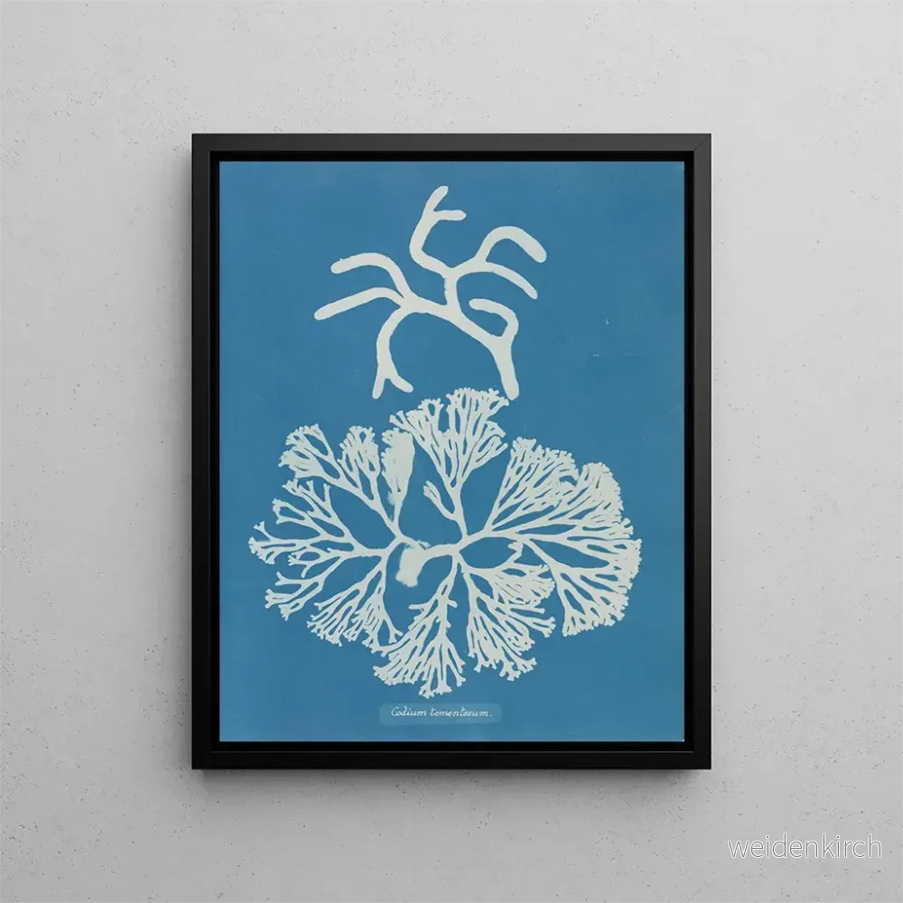 Målning Codium tomentosum - Anna Atkins