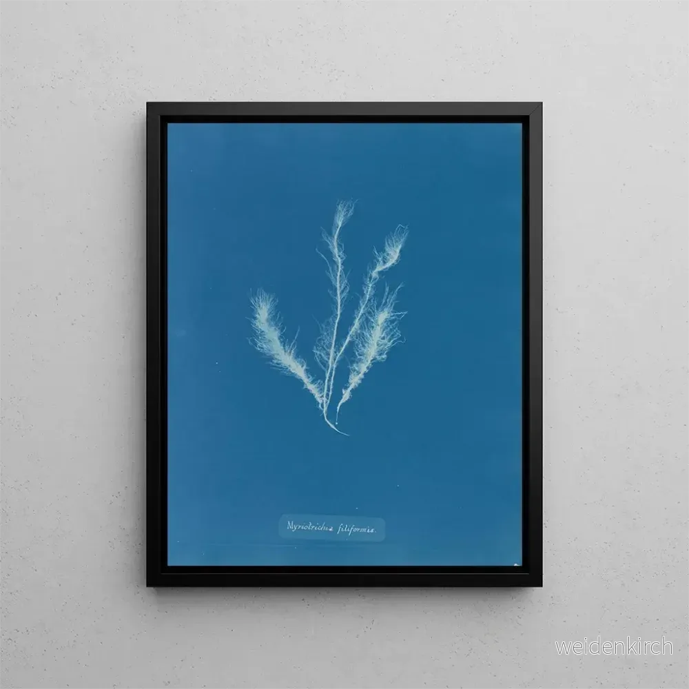 Målning Myriotrichia filiformis – Anna Atkins | Konsttryck Målning Myriotrichia filiformis – Anna Atkins | Konsttryck